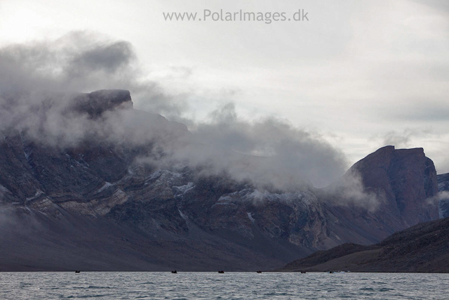 Mørkefjord, NE Greenland_MG_0789