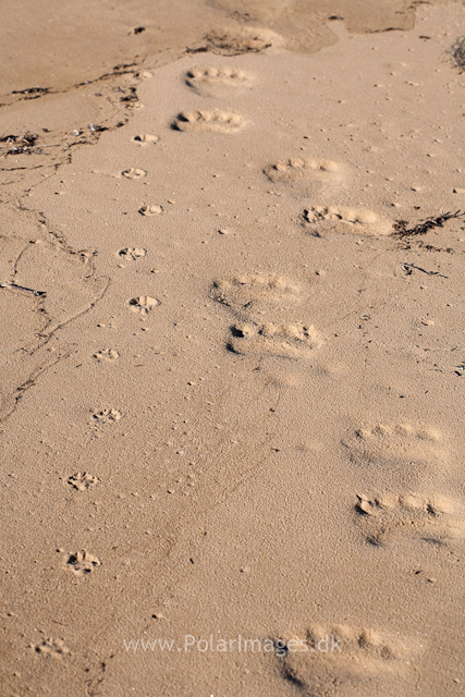Polar bear and Arctic fox tracks, Tyskit Nunat, Scoresbysund_MG_7709