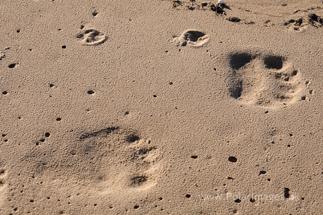 Polar bear and Arctic fox tracks, Tyskit Nunat, Scoresbysund_MG_7714