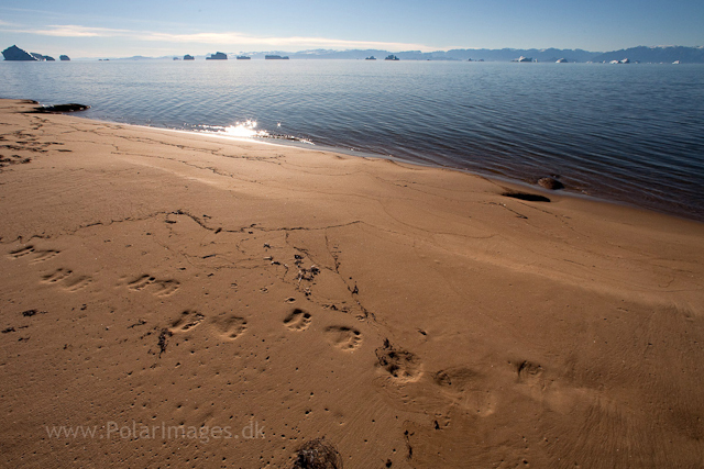 Polar bear and Arctic fox tracks, Tyskit Nunat, Scoresbysund_MG_7720