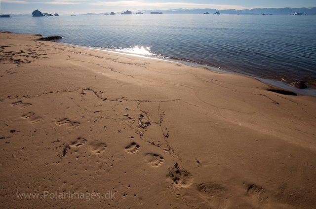 Polar bear and Arctic fox tracks, Tyskit Nunat, Scoresbysund_MG_7724