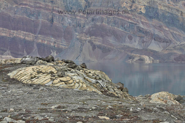 Segelsällskapet Fjord, NE Greenland_MG_3955