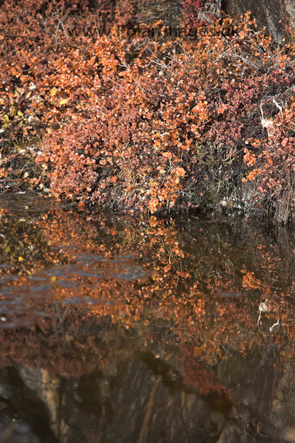 Stor Ø, Scoresbysund_MG_4516