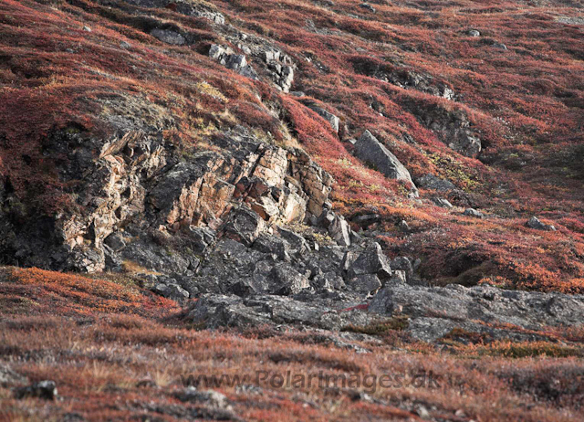 Stor Ø, Scoresbysund_MG_4523