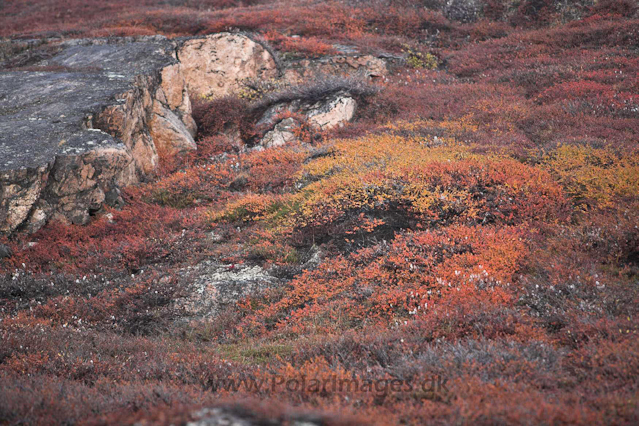 Stor Ø, Scoresbysund_MG_4530