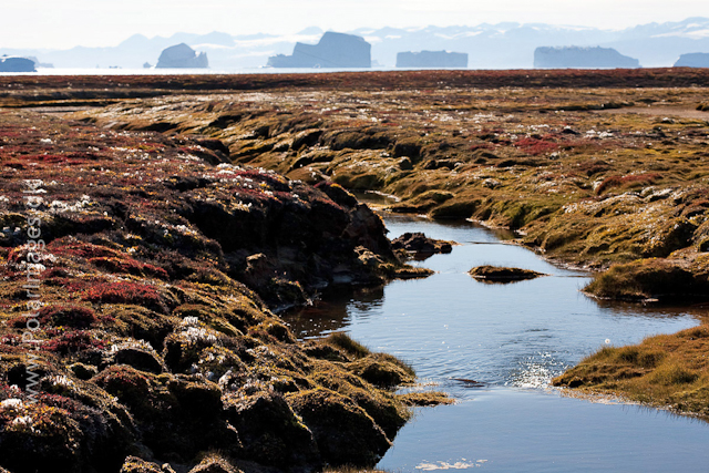 Tyskit Nunat, Scoresbysund_MG_7687