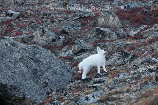 Arctic Hare, Sydkap, Scoresbysund_MG_0013