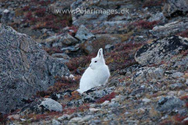 Arctic Hare, Sydkap, Scoresbysund_MG_0015