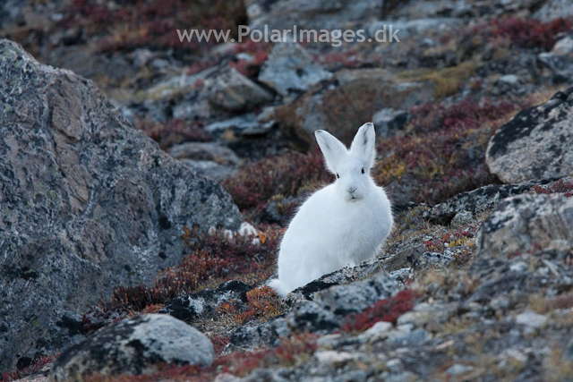 Arctic Hare, Sydkap, Scoresbysund_MG_0016