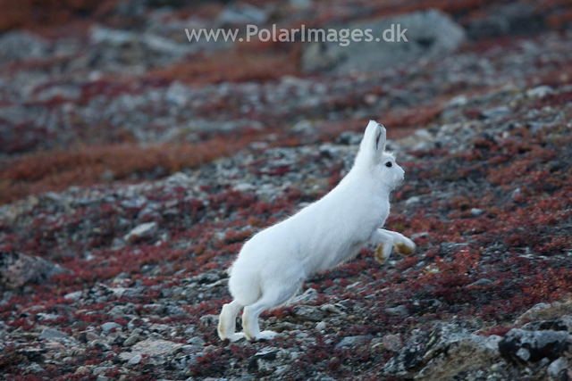 Arctic Hare, Sydkap, Scoresbysund_MG_0022
