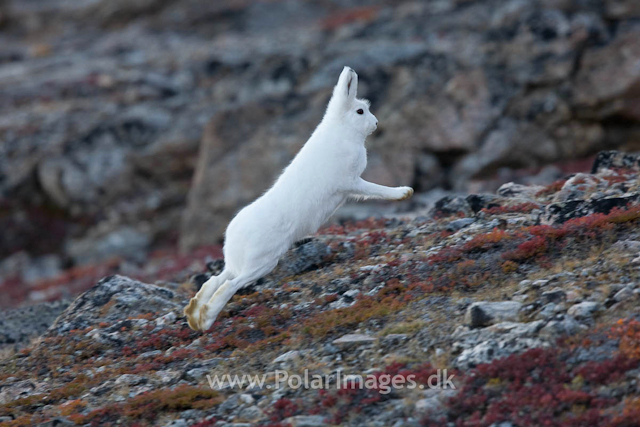 Arctic Hare, Sydkap, Scoresbysund_MG_0024