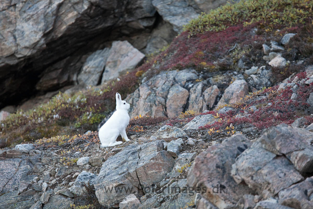 Arctic Hare, Sydkap, Scoresbysund_MG_0038