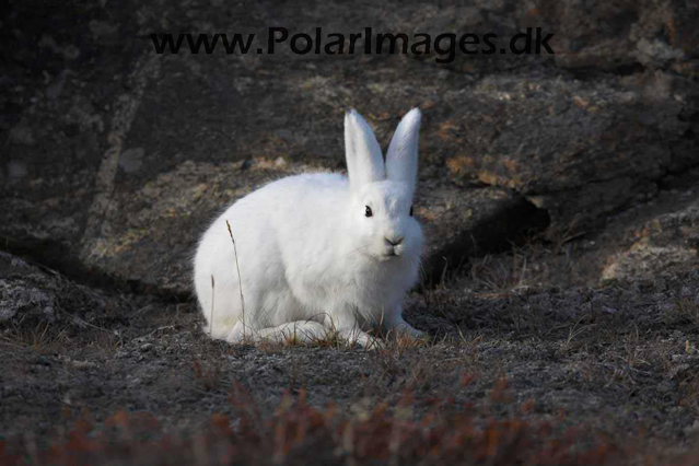 Arctic hare, Harefjord, Scoresbysund_MG_5946