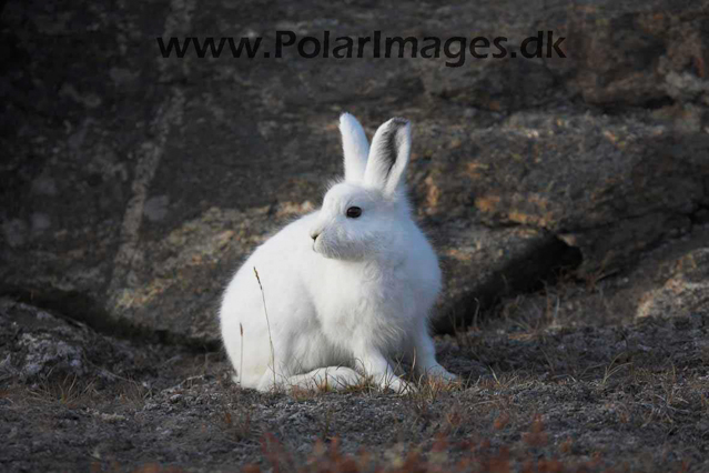 Arctic hare, Harefjord, Scoresbysund_MG_5949