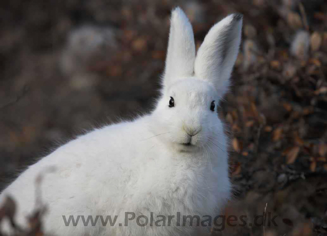 Arctic hare, Harefjord, Scoresbysund_MG_5995
