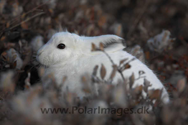 Arctic hare, Harefjord, Scoresbysund_MG_6011