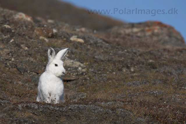 Arctic hare_MG_3636
