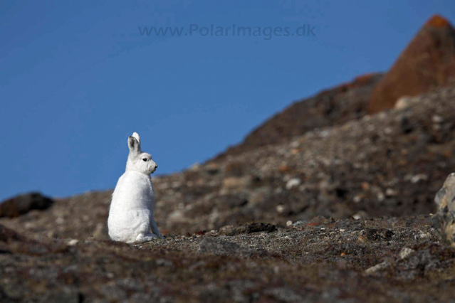 Arctic hare_MG_3644