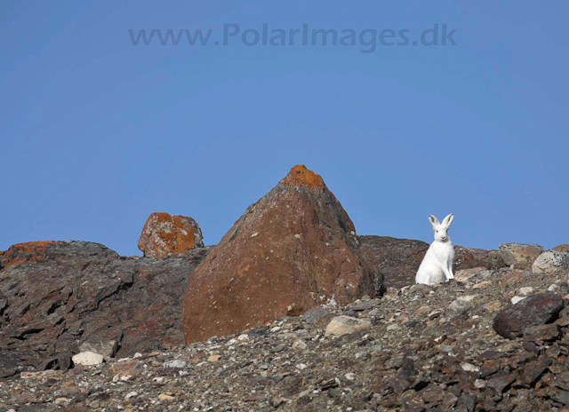 Arctic hare_MG_3649