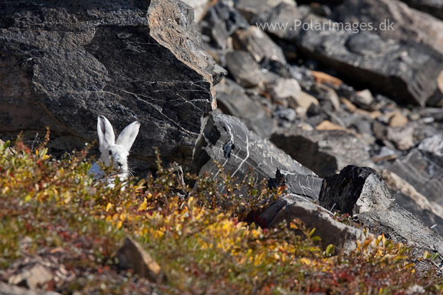 Arctic hare, Segelsällskapet Fjord_MG_7123