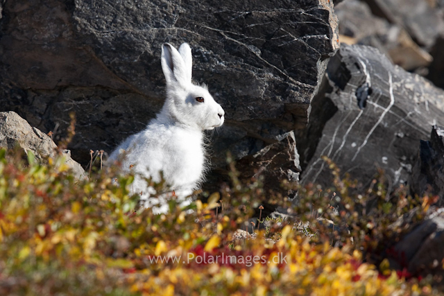 Arctic hare, Segelsällskapet Fjord_MG_7128