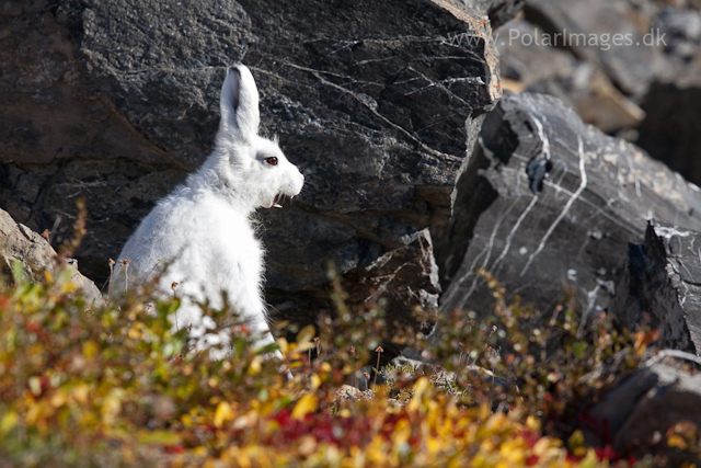 Arctic hare, Segelsällskapet Fjord_MG_7133