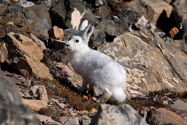 Arctic hare, Segelsällskapet Fjord_MG_7143