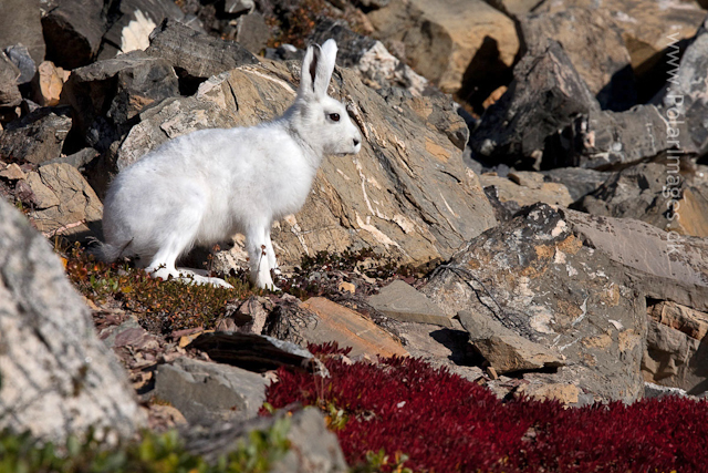 Arctic hare, Segelsällskapet Fjord_MG_7147