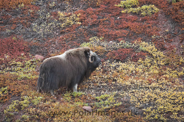 Muskoxen_MG_4271