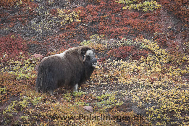 Muskoxen_MG_4273