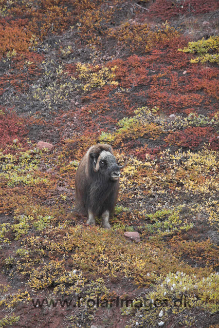 Muskoxen_MG_4280