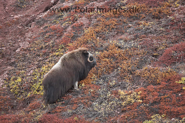 Muskoxen_MG_4287