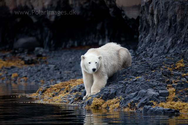 Polar bear, Vega Sund, NE Greenland_MG_0974