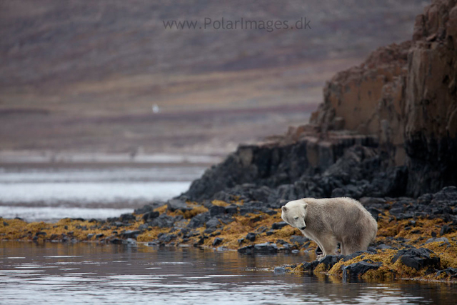 Polar bear, Vega Sund, NE Greenland_MG_0983
