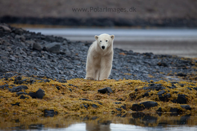 Polar bear, Vega Sund, NE Greenland_MG_1005