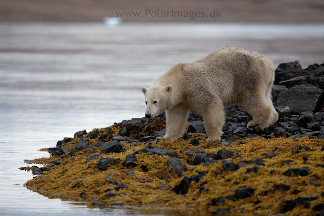 Polar bear, Vega Sund, NE Greenland_MG_1016