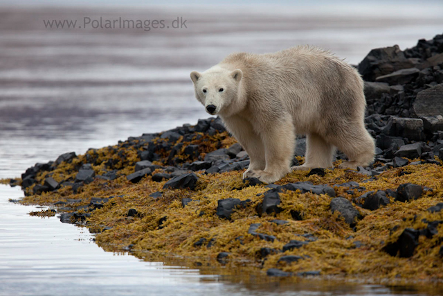 Polar bear, Vega Sund, NE Greenland_MG_1021