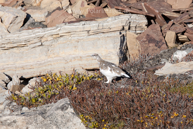 Rock ptarmigan, Segelsällskapet Fjord_MG_7193