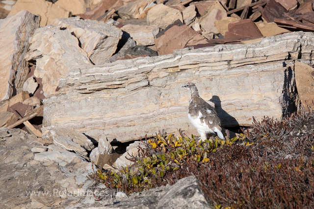 Rock ptarmigan, Segelsällskapet Fjord_MG_7197