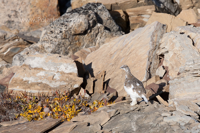 Rock ptarmigan, Segelsällskapet Fjord_MG_7200