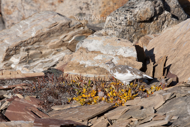 Rock ptarmigan, Segelsällskapet Fjord_MG_7210