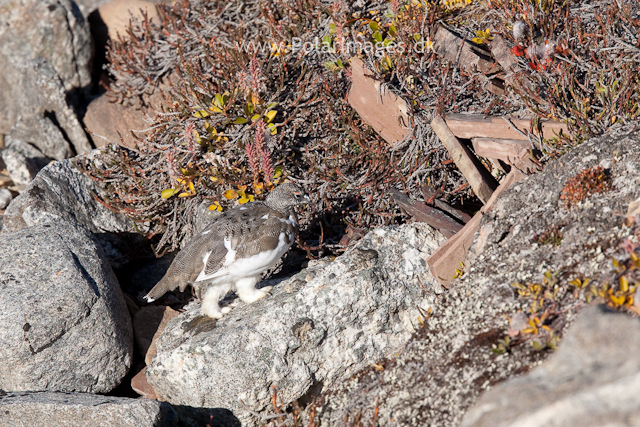 Rock ptarmigan, Segelsällskapet Fjord_MG_7228