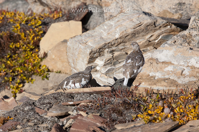 Rock ptarmigan, Segelsällskapet Fjord_MG_7234