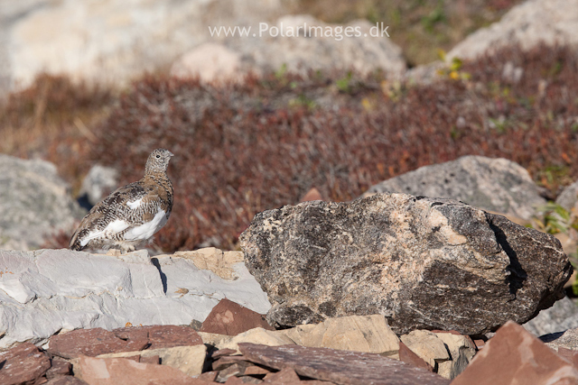 Rock ptarmigan, Segelsällskapet Fjord_MG_7236