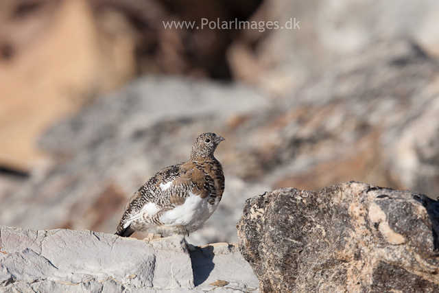 Rock ptarmigan, Segelsällskapet Fjord_MG_7238