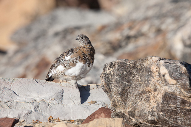 Rock ptarmigan, Segelsällskapet Fjord_MG_7242