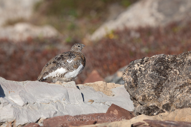 Rock ptarmigan, Segelsällskapet Fjord_MG_7269