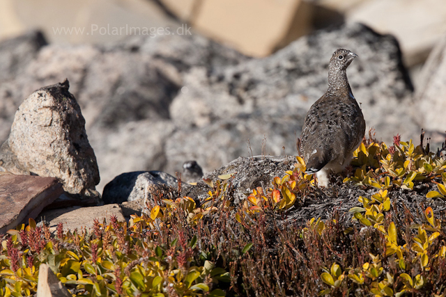 Rock ptarmigan, Segelsällskapet Fjord_MG_7273