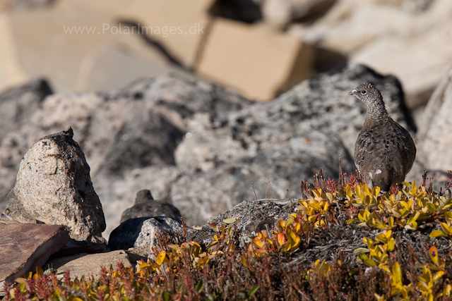 Rock ptarmigan, Segelsällskapet Fjord_MG_7276