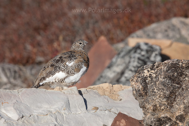 Rock ptarmigan, Segelsällskapet Fjord_MG_7280